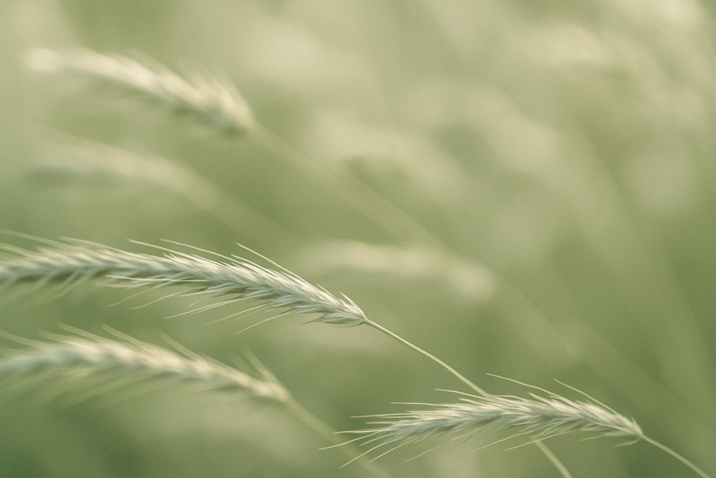 Cotswolds wheat field